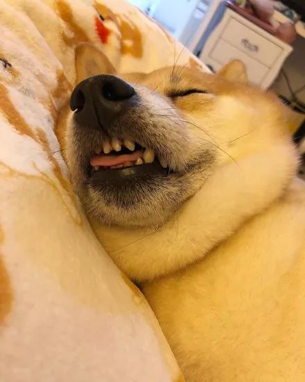 网友家的柴犬靠睡姿就吸粉无数这个画风笑喷了