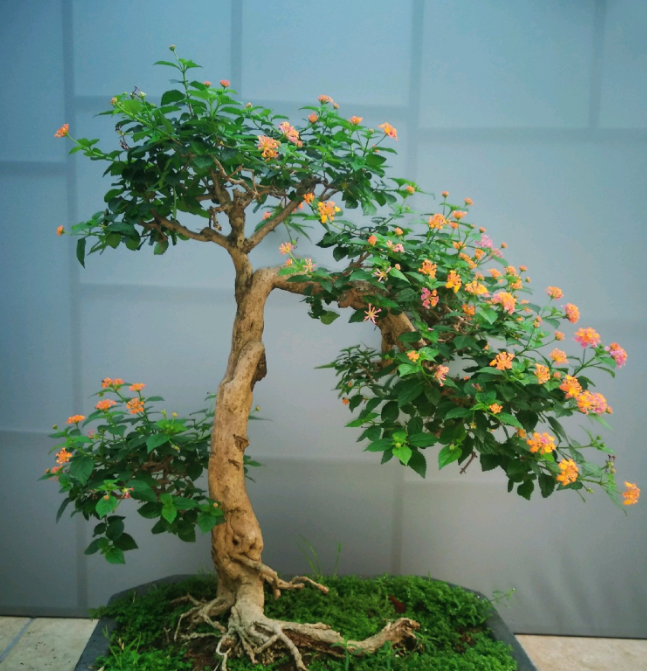 想养五色梅学会这几招四季开花不断颜色丰富多彩