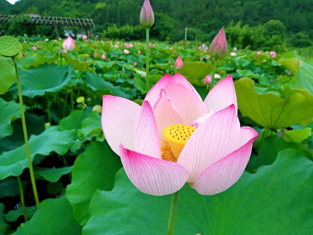 万亩荷花齐开放我在宝应荷园等你