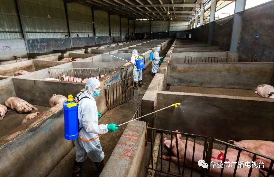 华蓥市农业农村局狠抓非洲猪瘟防控