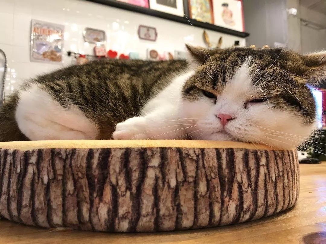 天生爱拍照的大肥喵凭借身材实力抢镜还利用工作之便谋取私利