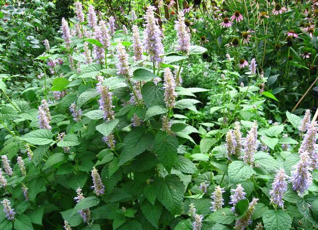 夏天阳台种点防蚊草闻一闻不担心中暑开花一串串颜值高