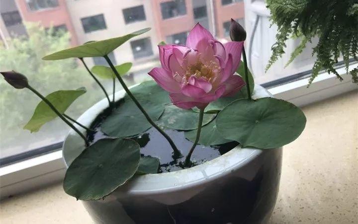 这些微型品种的碗莲,全部都是丰花型的,不光花量大,所需栽种的容器小