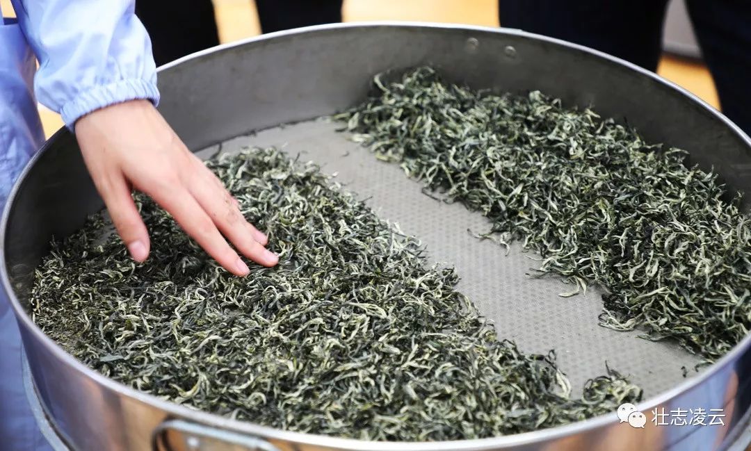 全市职工职业技能大赛手工制绿茶比赛在凌云举行