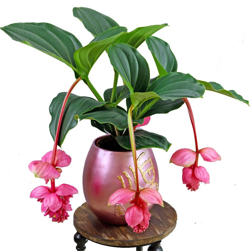 这六款美丽的吊灯花总有一款是你喜欢的