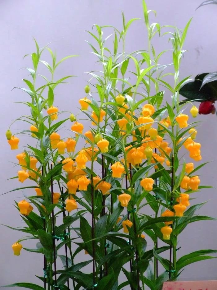 这六款美丽的吊灯花总有一款是你喜欢的