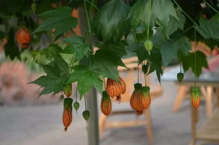 这六款美丽的吊灯花总有一款是你喜欢的