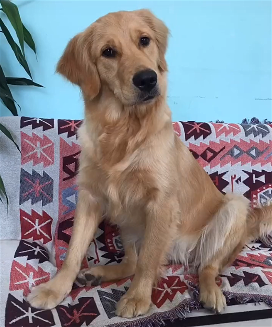 金毛贪吃遇见路人吃东西蹲地上不走狗给我也嗦啰两口