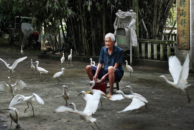 百岁老人和白鹭的美丽约定