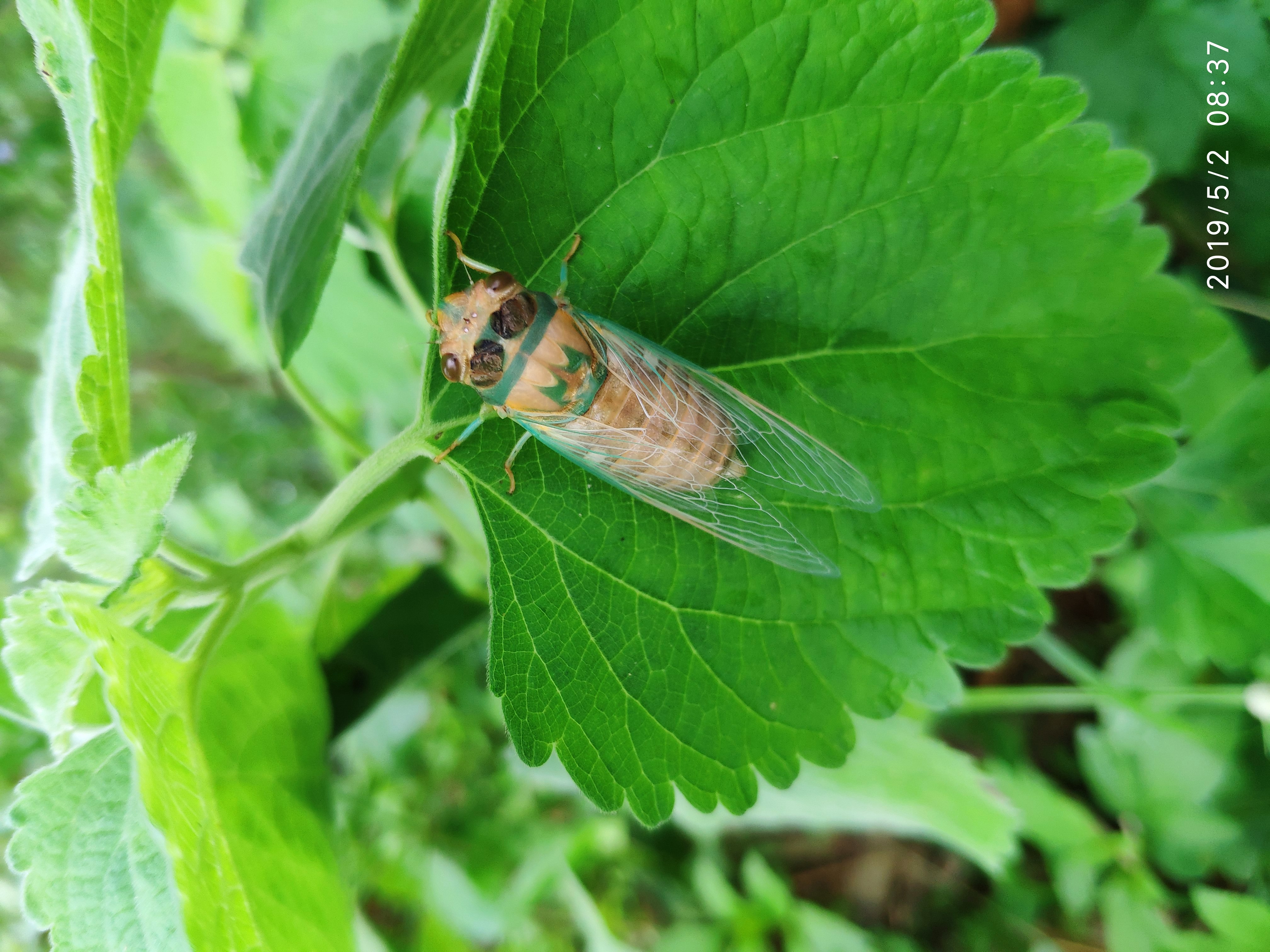 金蝉养殖技术金蝉的食物误区你知道吗它可以决定养殖的成败