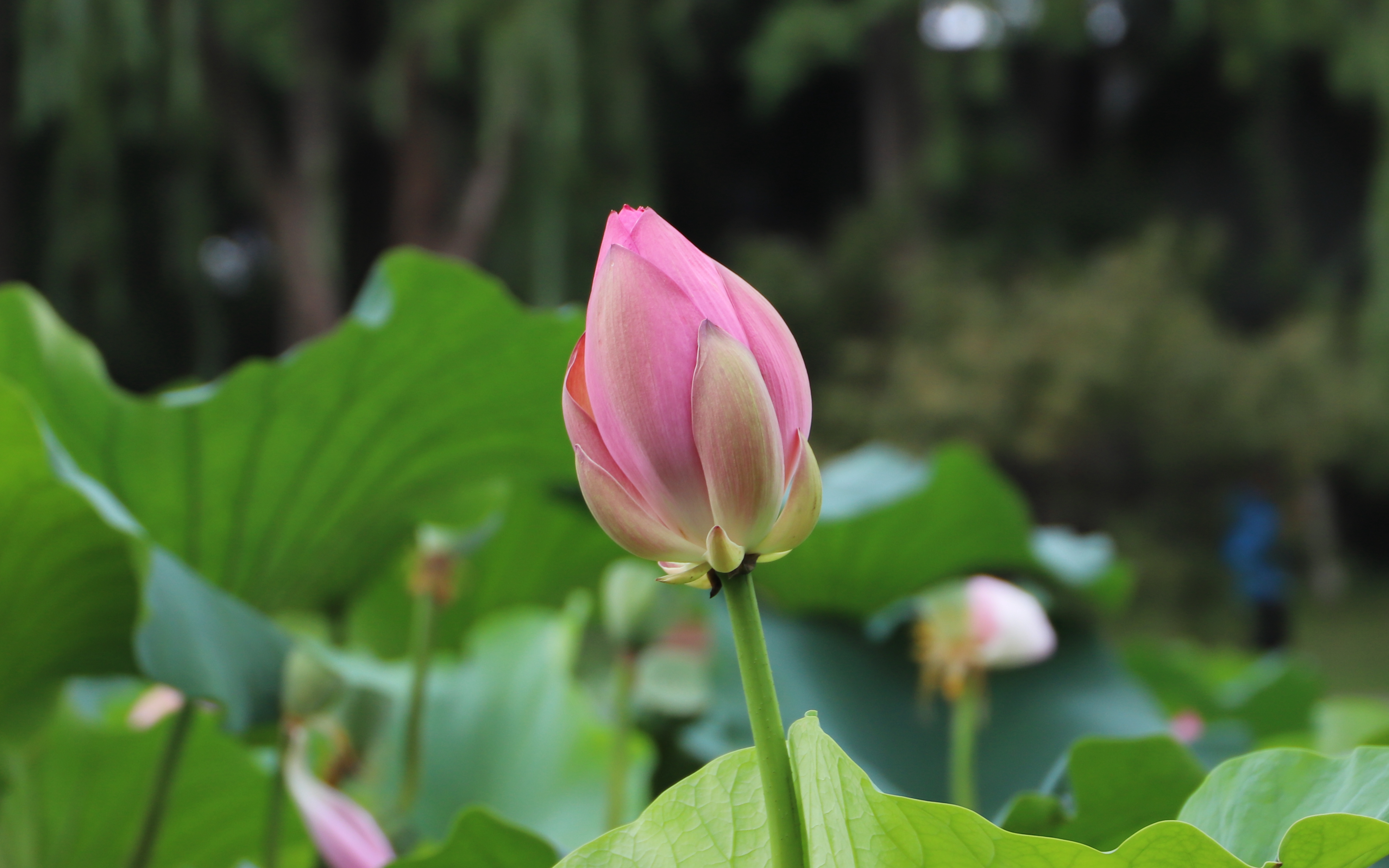 夏天来读唯美的荷花诗词为燥热的季节带来一抹清凉