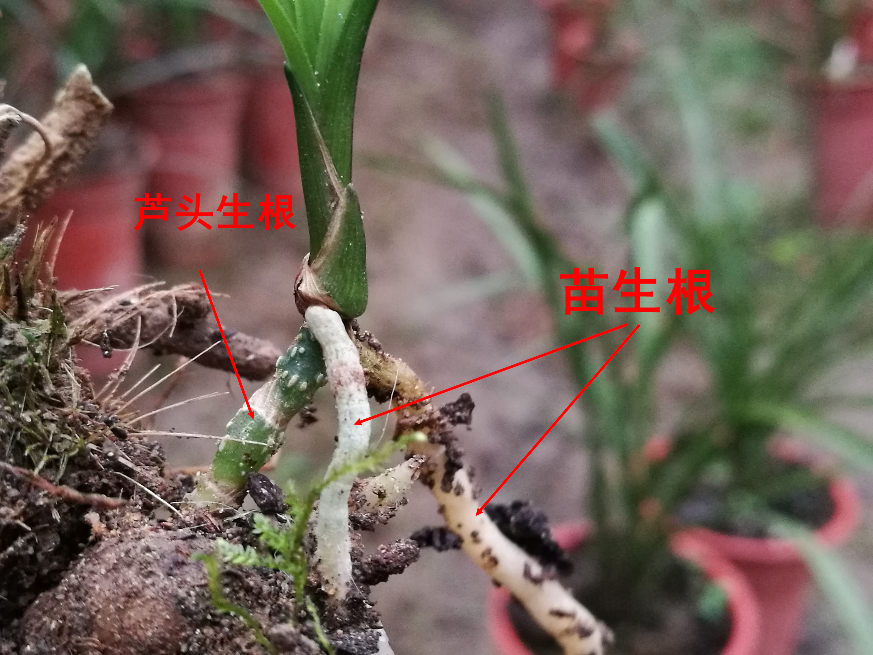 这样的兰花芦头遇上了就不要错过兰友长得真壮