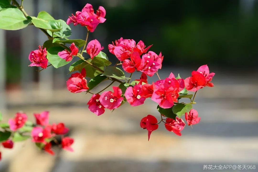 三角梅花期(三角梅花期一年开几次花)