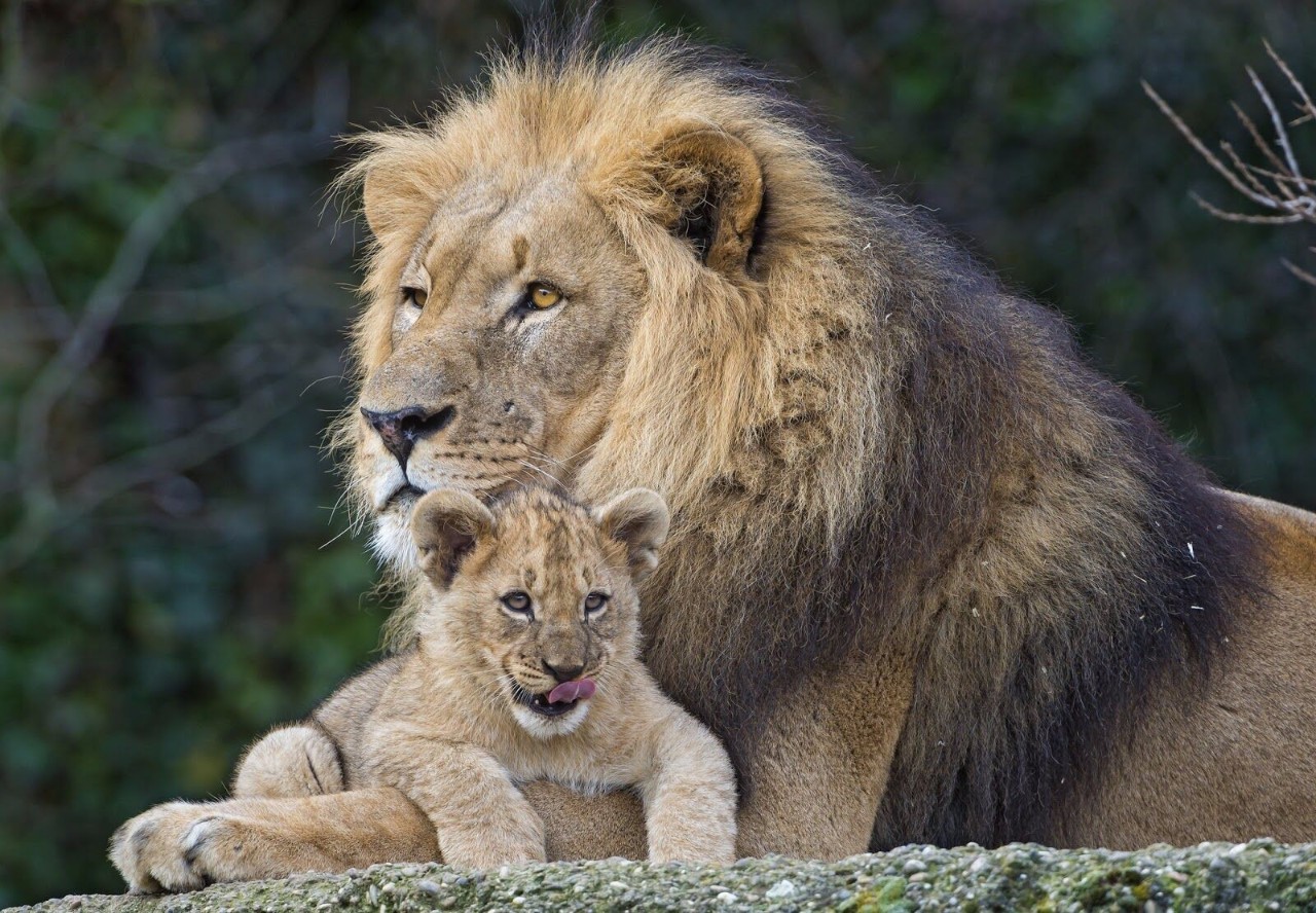 狮子并没有什么东西可以在父子之间传承,影片《狮子王》中木法沙把