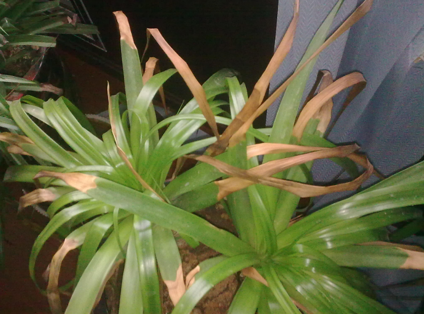 放,不分植物究竟是喜阴还是喜阳,当叶子干枯发黄时还不知道是什么原因