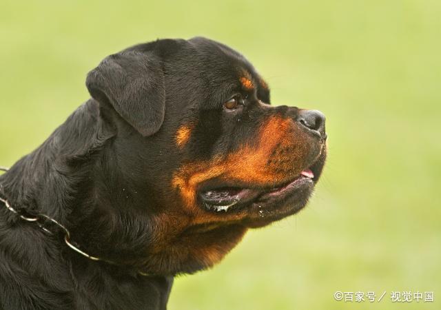在夏季养罗威纳犬的错误认识猎犬幼犬之家