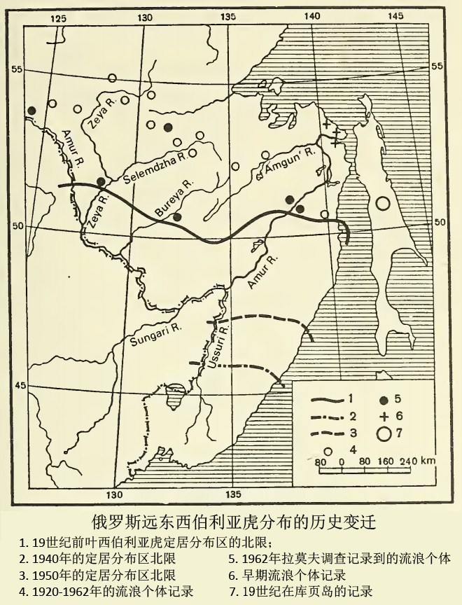 野生东北虎分布图图片