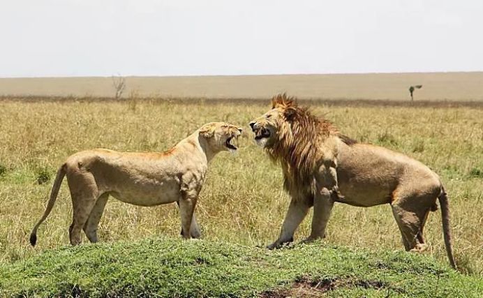狮子王中的辛巴如果生活在现实世界可能活不到大结局