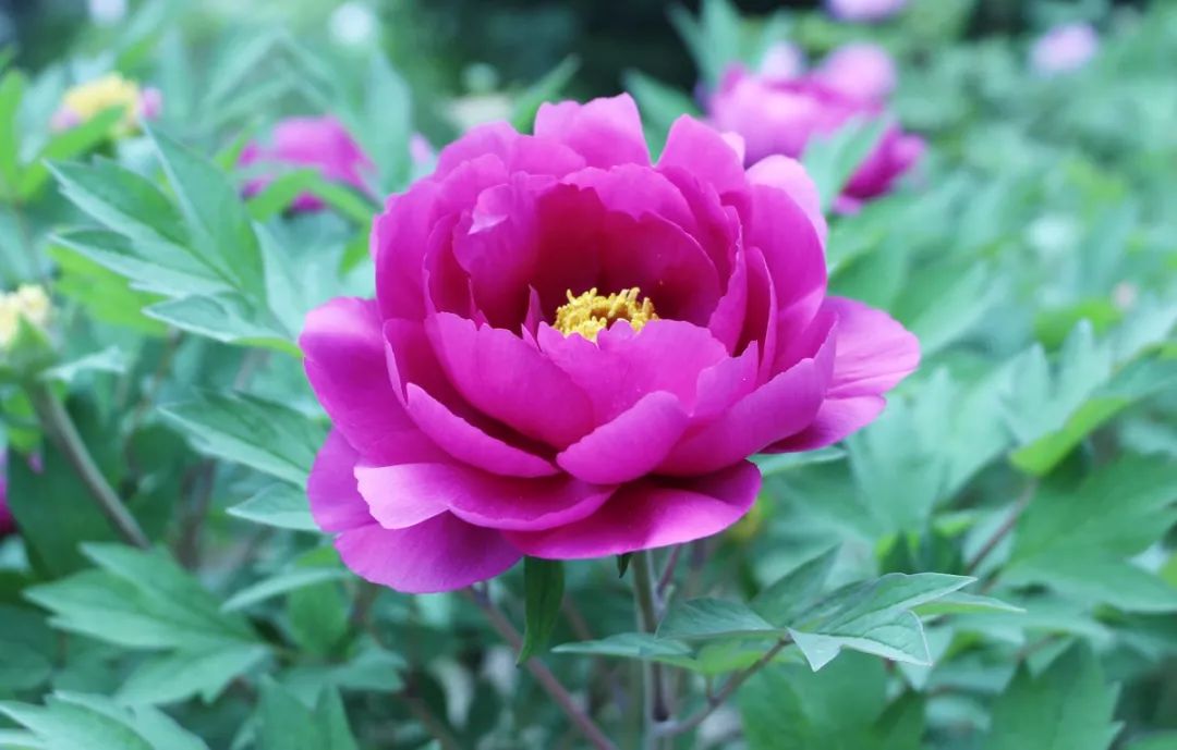 对中国花卉协会是否有资格代表国家评选也提出质疑