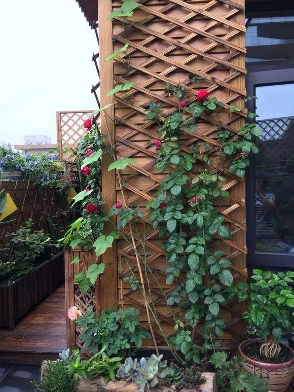 墙壁上的爬藤架不能空着,打算入手一棵红龙,为了早日花墙,狠心入手一