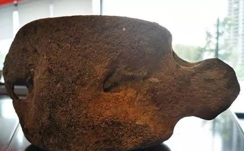 梅尔维尔鲸化石图片