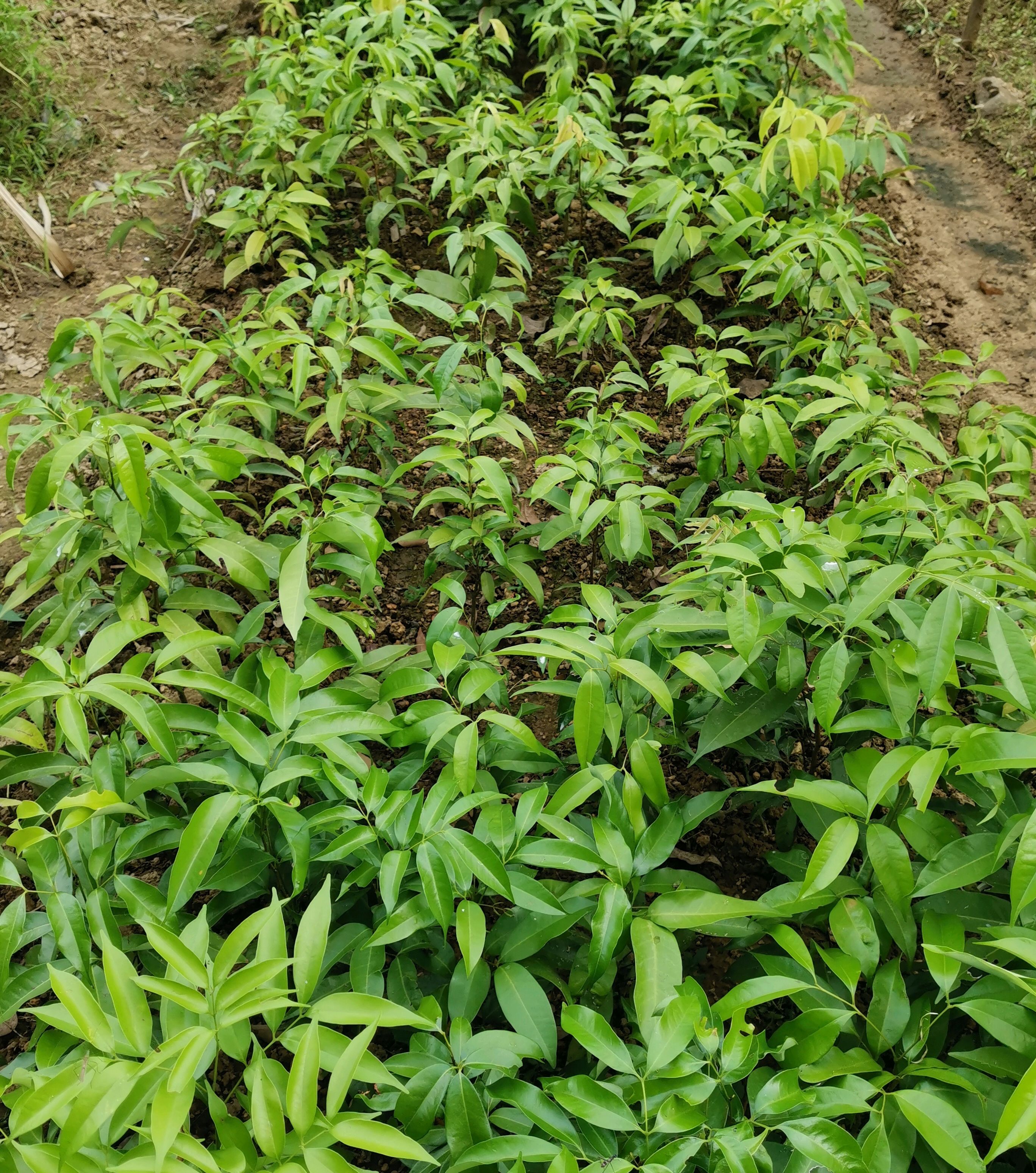 為什麼播種的荔枝核一直不發芽這些錯誤重點要牢記