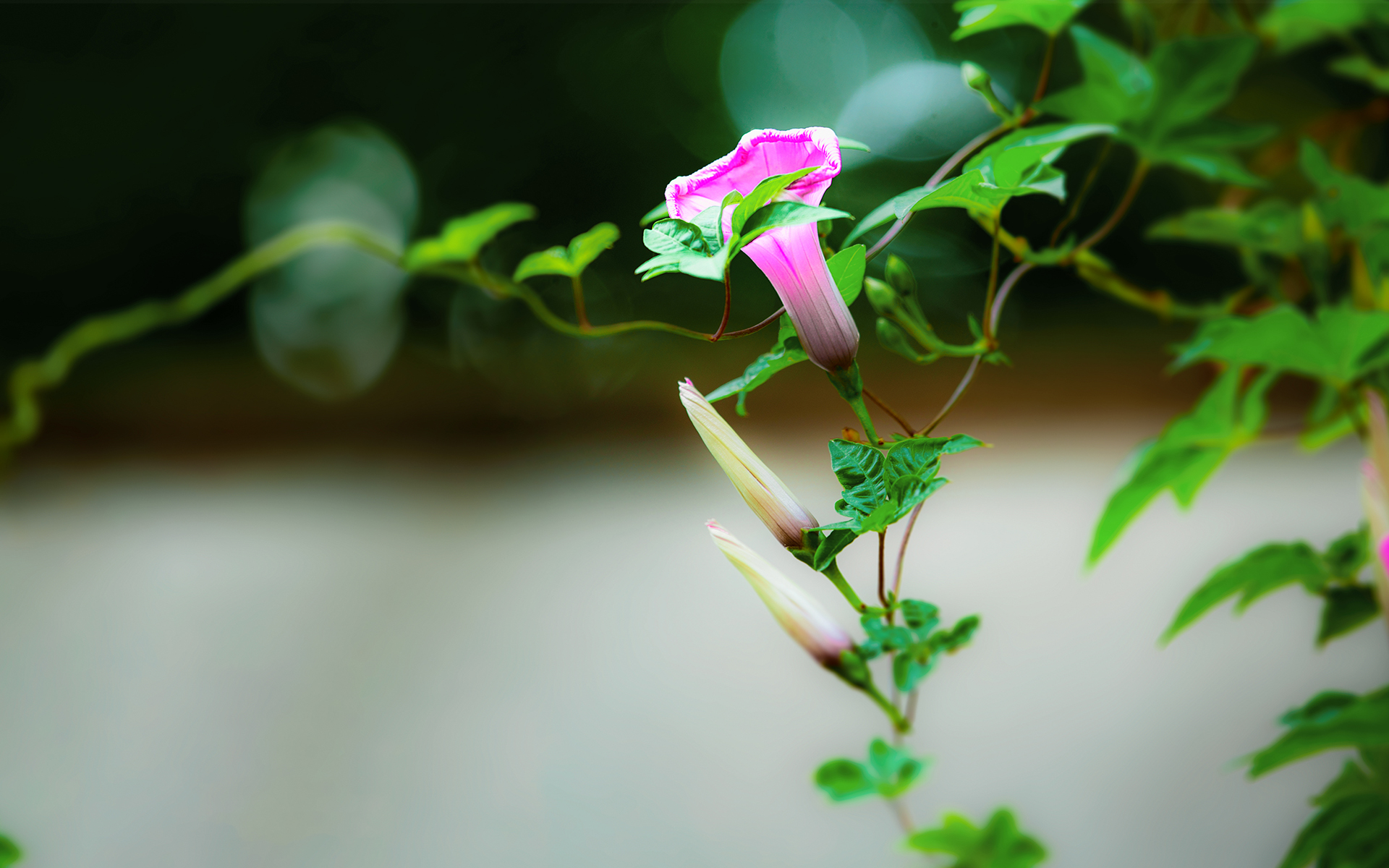 积极乐观的励志早安心语即使没有人为你鼓掌也要优雅的谢幕