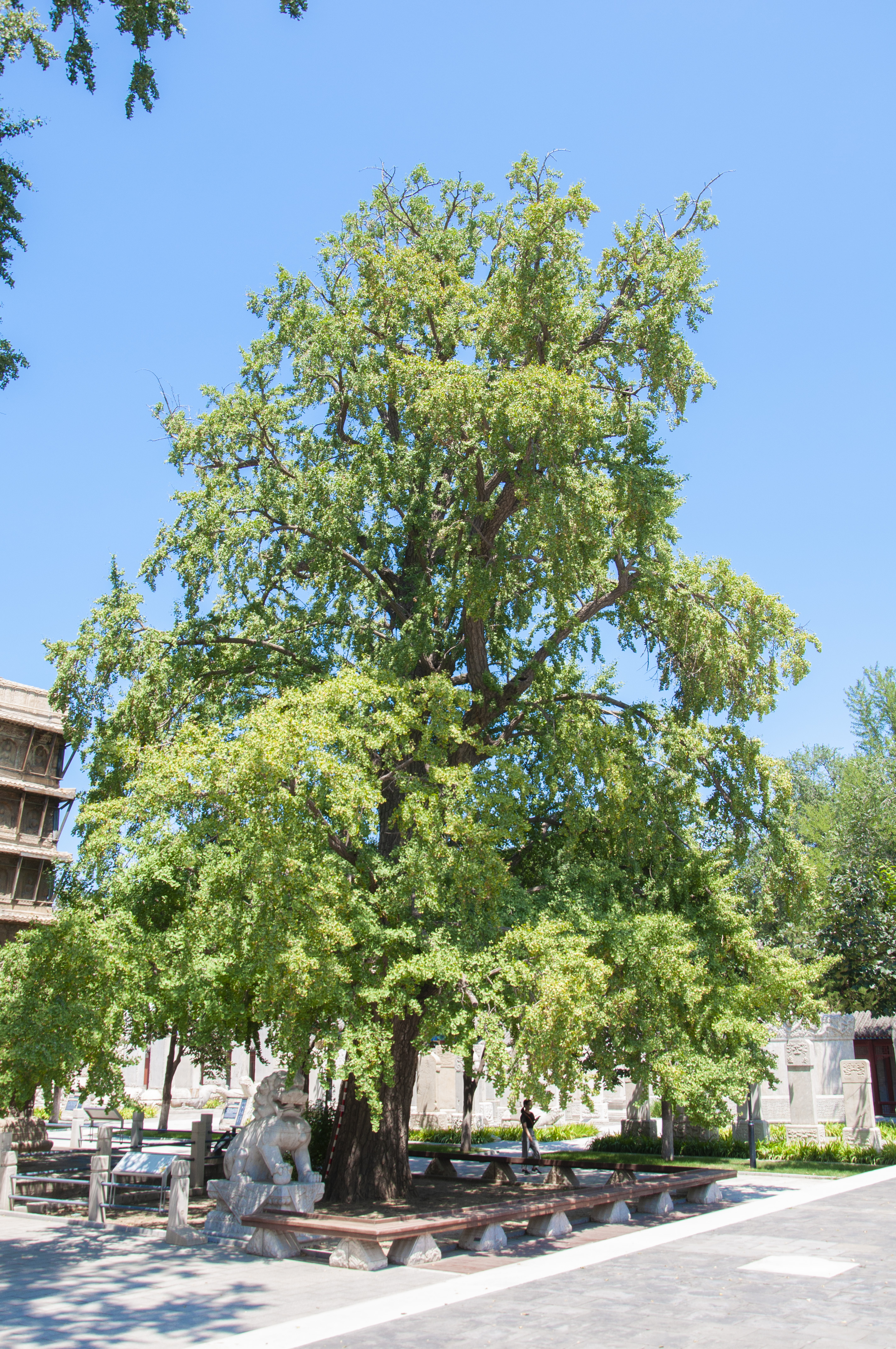 静观知世界真觉省乾穹记北京真觉寺金刚宝塔