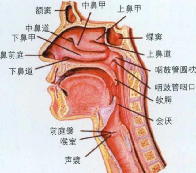 人体颈部器官图示图片
