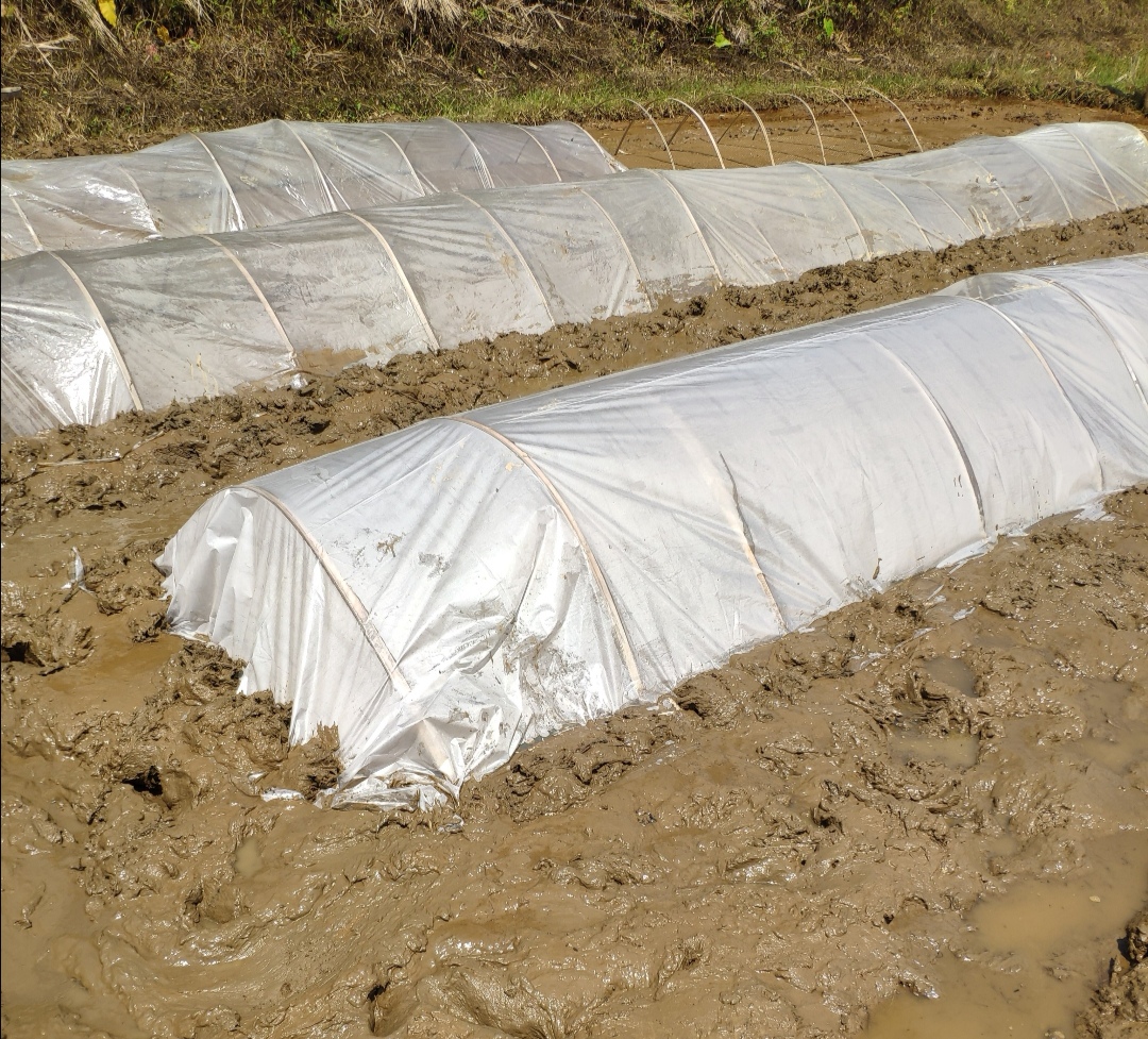 为什么夏天播种的水稻容易大面积死苗这些错误方法要牢记