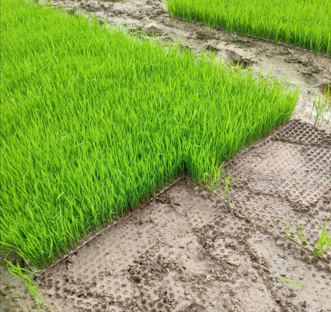 整齐生长的水稻