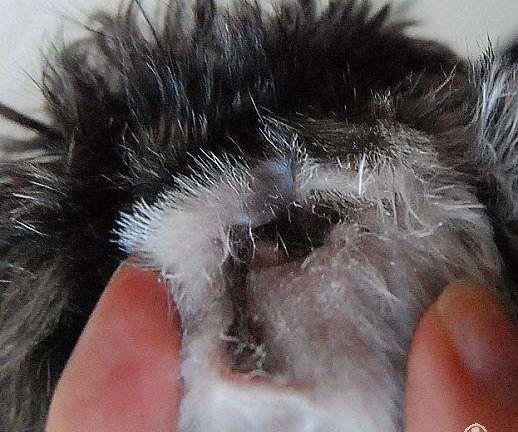 雪纳瑞有耳螨怎么办4点轻松解决