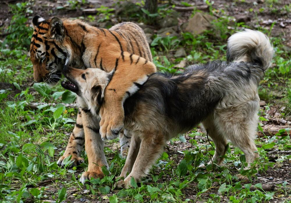 二哈和老虎相遇结果森林之王先拜倒在狗子脚下