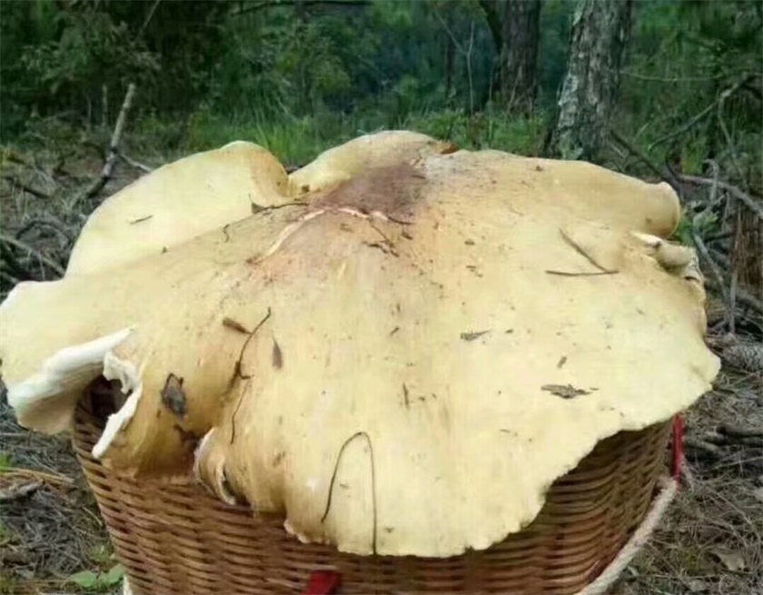人人都爱吃的野生美味蘑菇斗鸡公最常见但人工种植不了