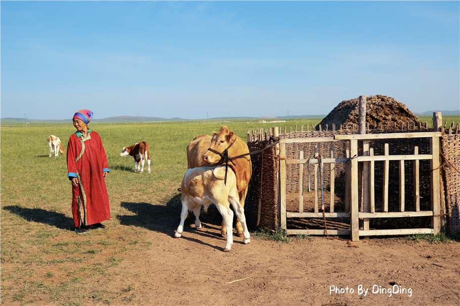 日本人经常来大草原深处找牧民家奶捅里的酸奶菌,原因是我们的牛奶