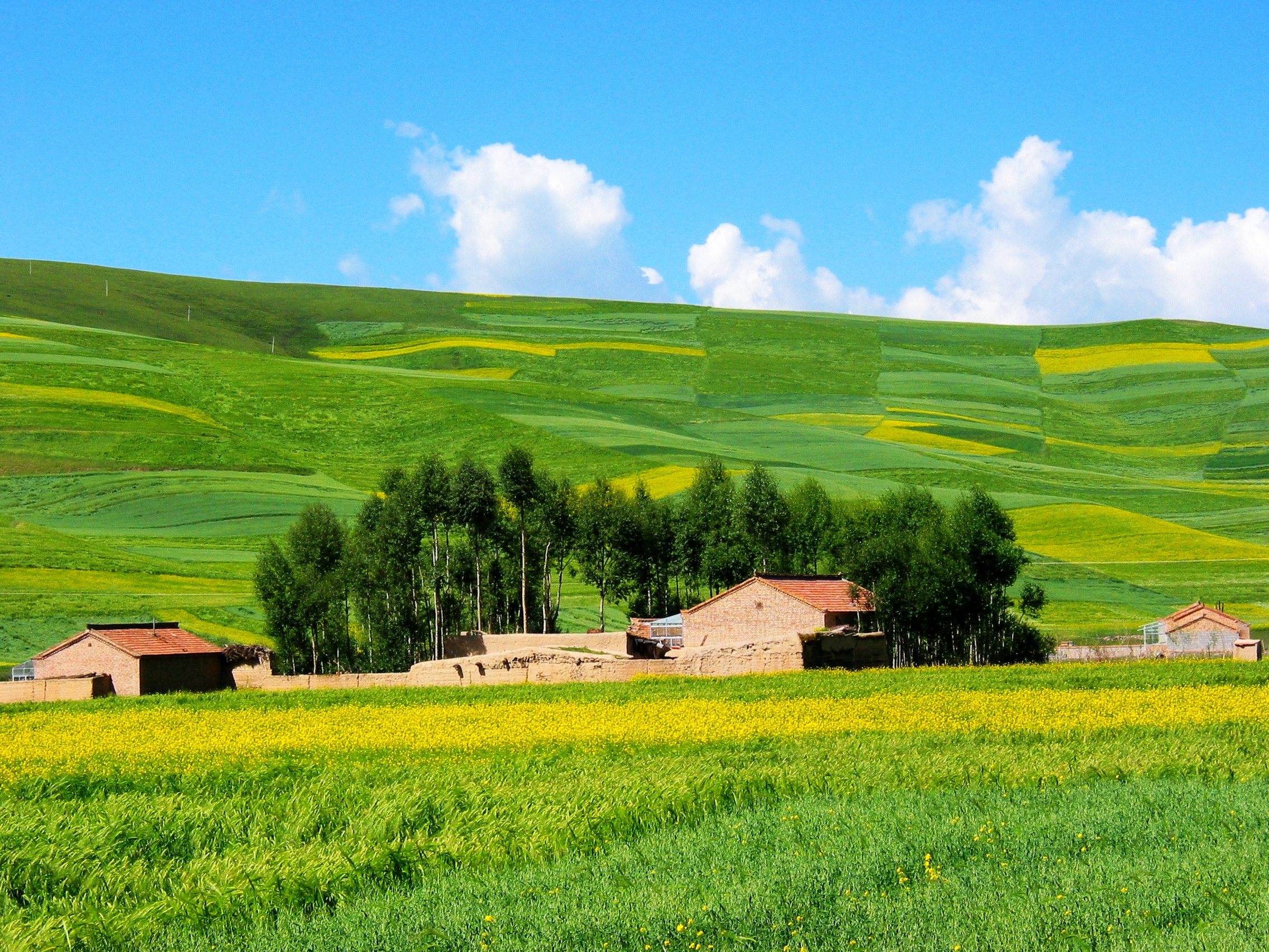 七月的青海,最美在门源,中国最壮观的油菜花海,绽放在盛夏时节