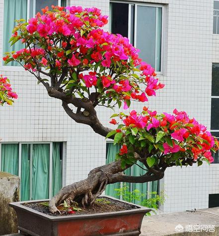 制作三角梅盆景桩大师都是这样做学点经验自己试试吧