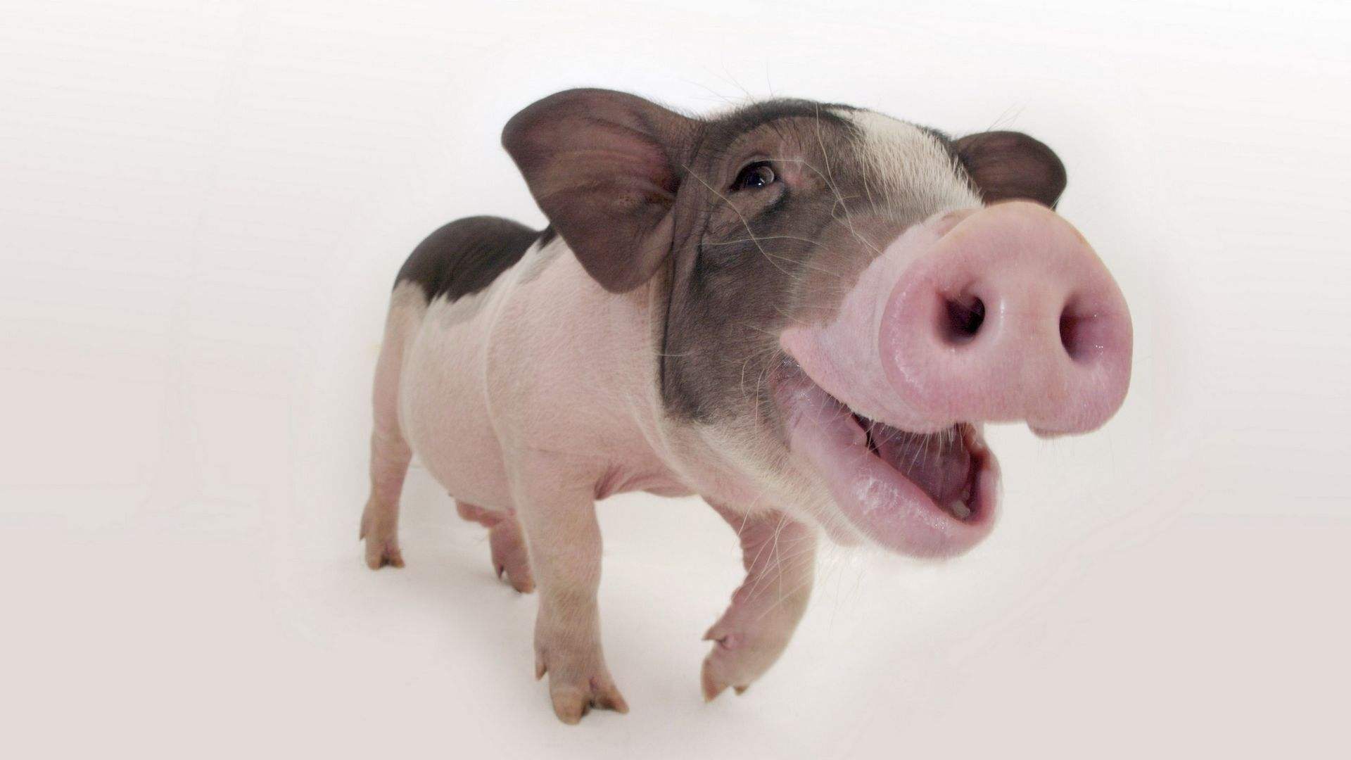 猪身上的猪宝是什么呢?为何它价值比黄金还高,老农告诉你