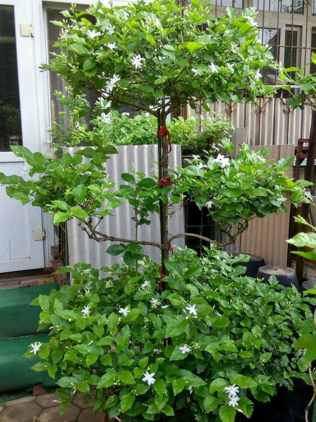 长出新芽后,继续摘心,一生二,二生四,四生八……但是,很多人的茉莉