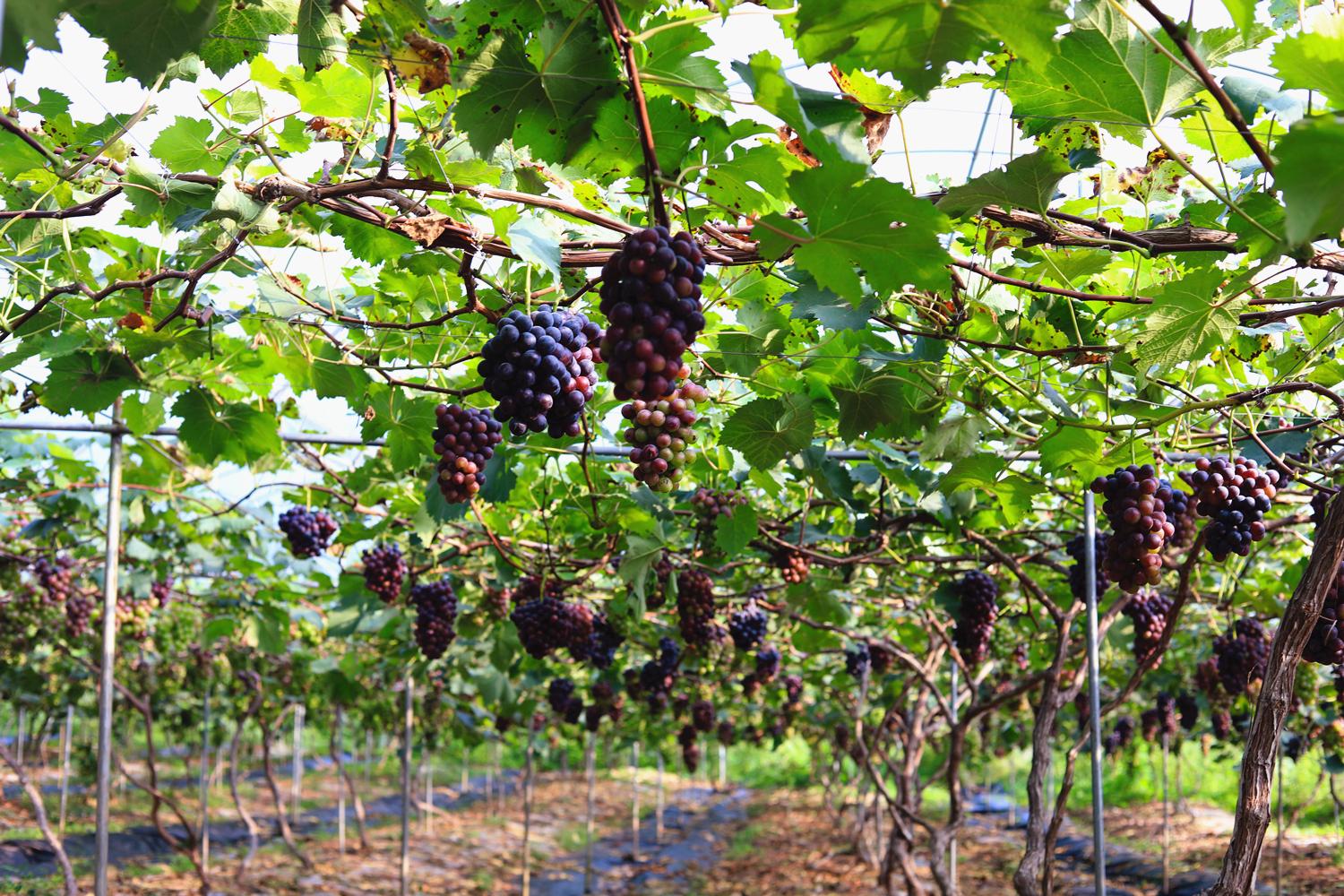 四川南充天晴了200亩葡萄园开放这么多品种赶快去摘