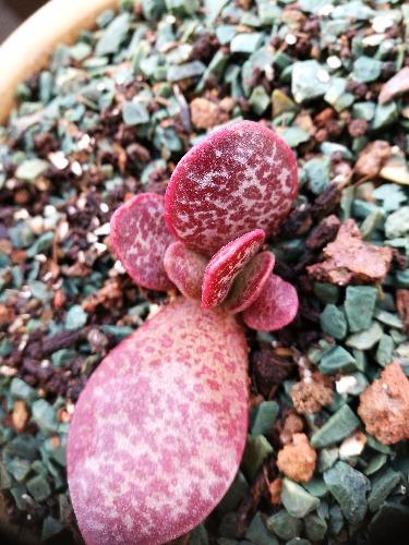 多肉群里一年常红的赤兔水泡