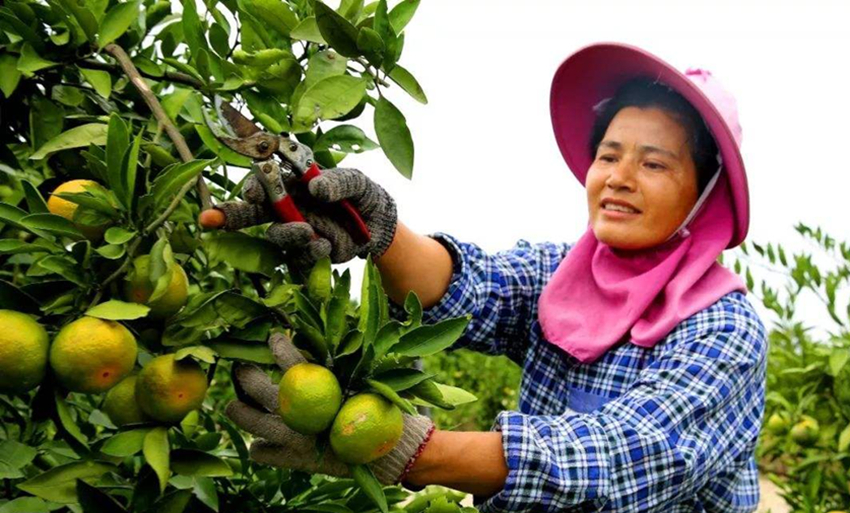 提前摘水果成果园常态,明知道口感会变差,果农为啥还要这么做?