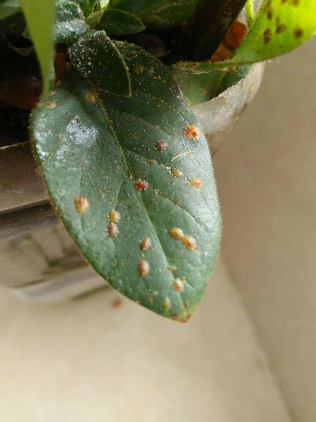 夏日高温易招惹虫子,花卉上全是介壳虫,教你几招就能灭光光_人民号