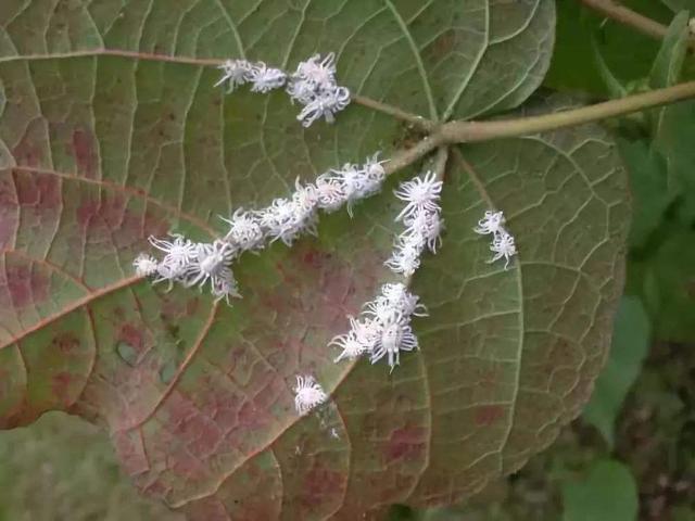 夏日高溫易招惹蟲子,花卉上全是介殼蟲,教你幾招就能滅光光