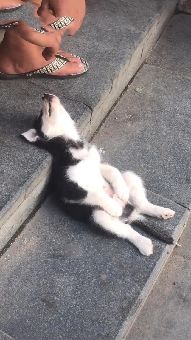 哈士奇像人一样坐在脑袋向后仰着哈士奇狗生太艰难不好混