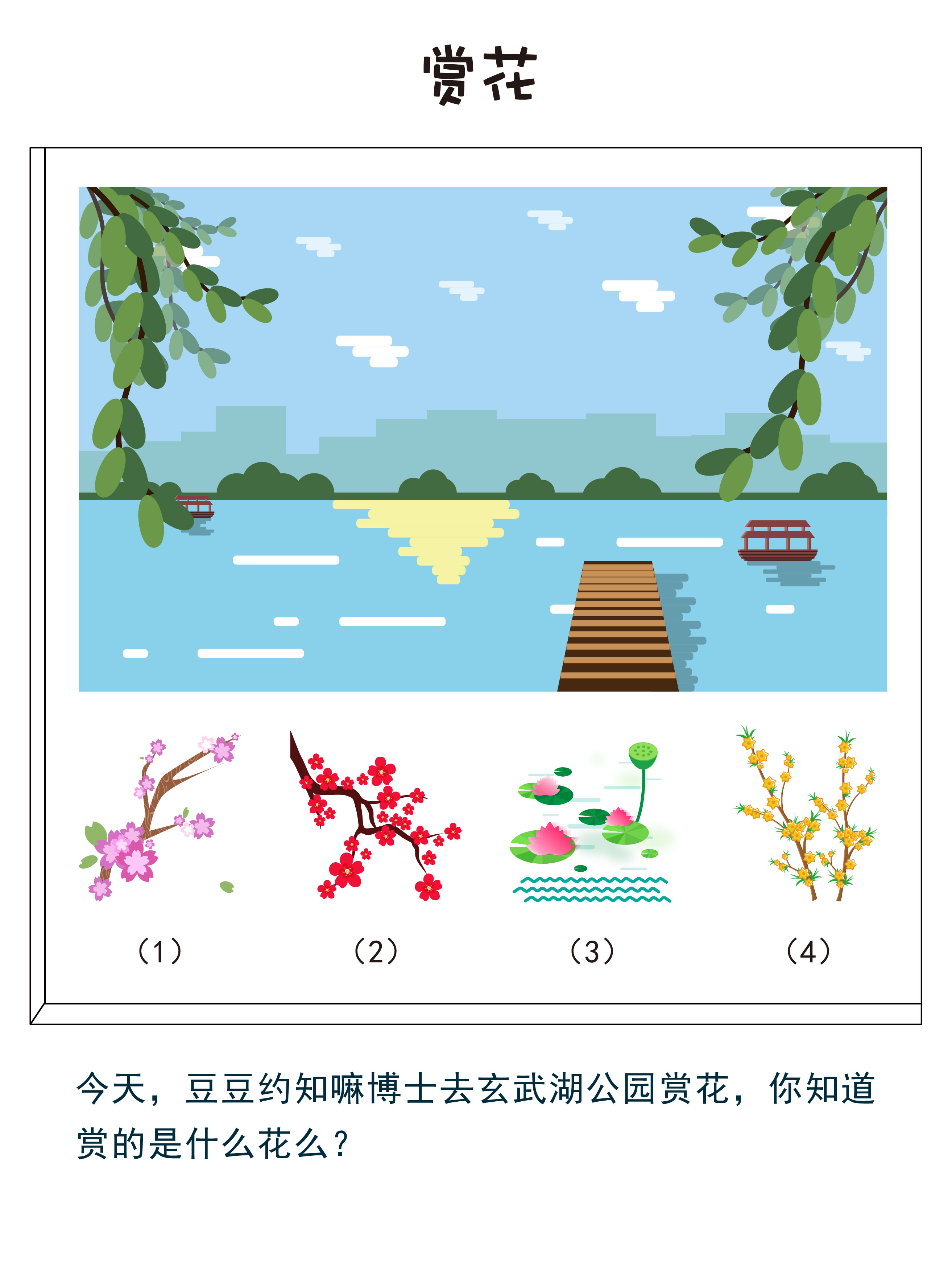 今天豆豆约知嘛博士去玄武湖赏花,你知道赏的是什么花吗? 答案