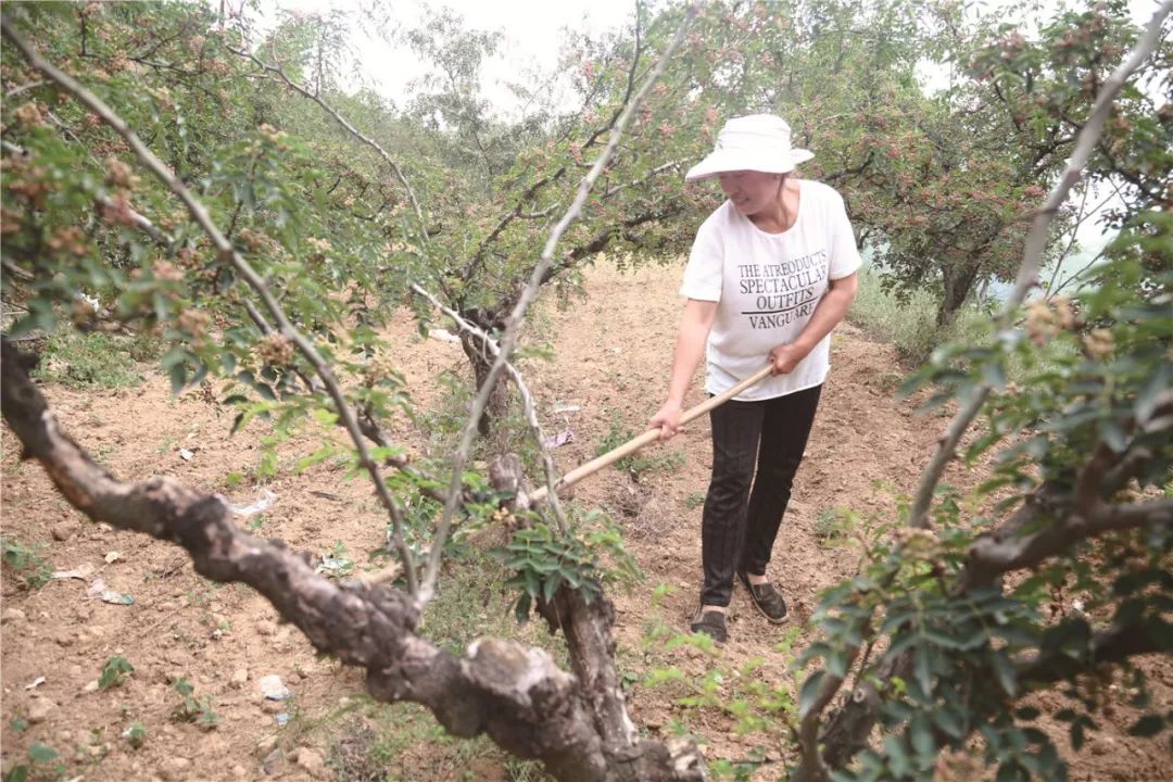 来韩城摘花椒啦花椒之都喜迎客来