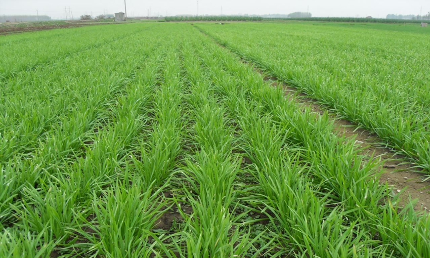 6到8月为啥不能割韭菜这些收割技巧要学会明年才能同样丰收