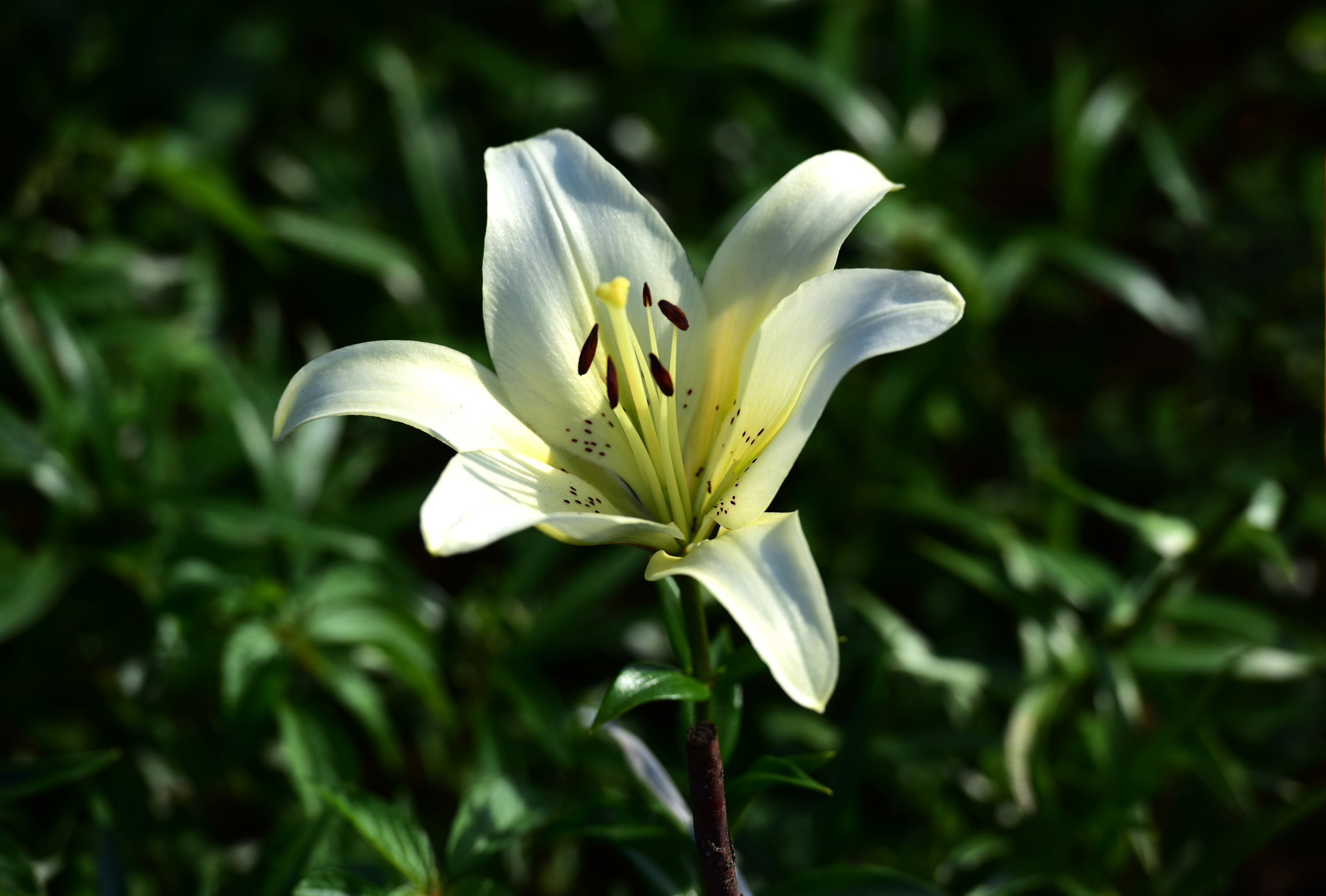 白百合花图片大全大图图片