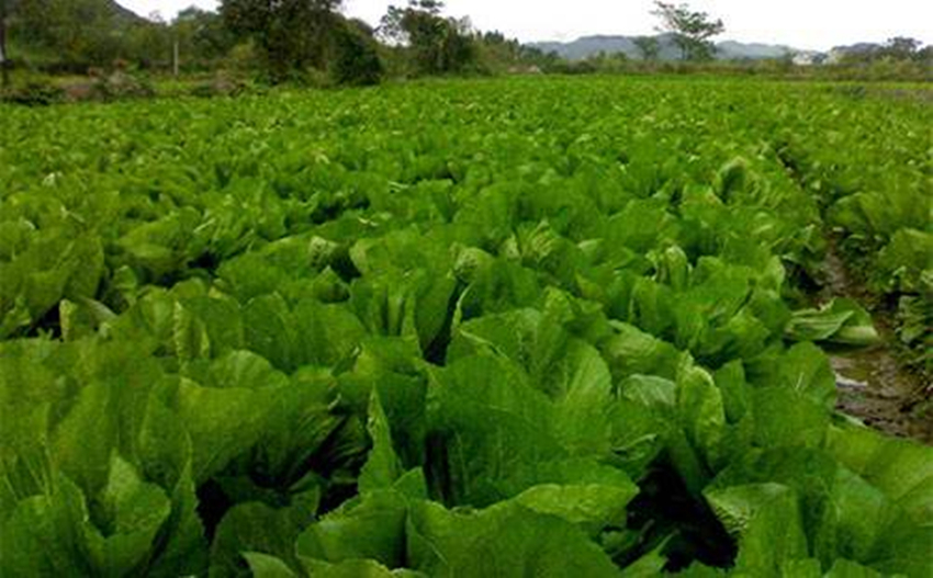 芥菜種植6大法二伏天也能種出水靈蔬菜值得學習